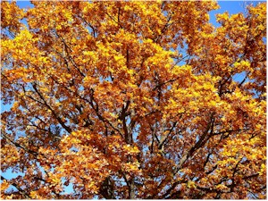 The Parable of the Golden Oak Tree